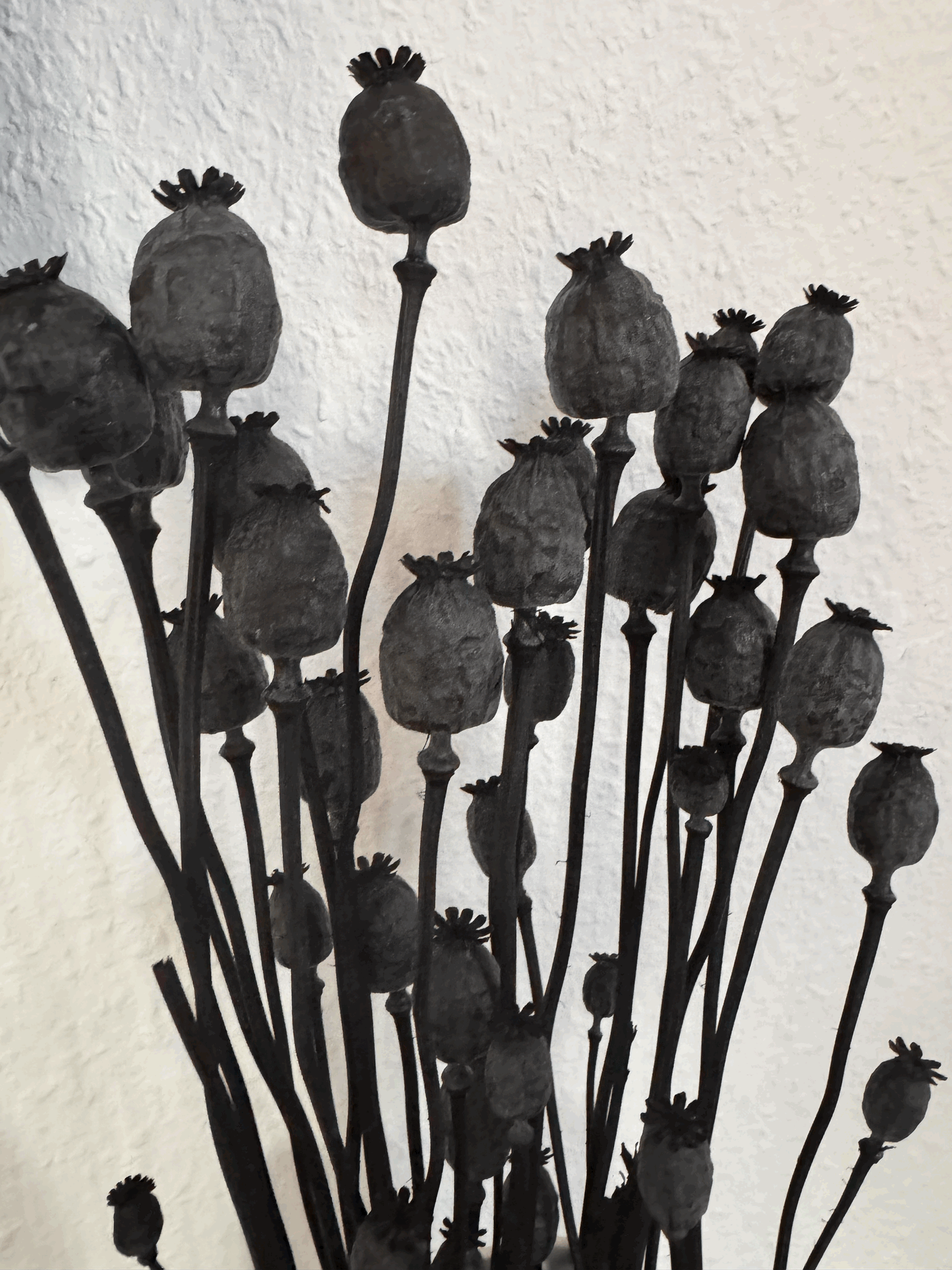 Getrockneter Mohnblumenstrauß in Schwarz