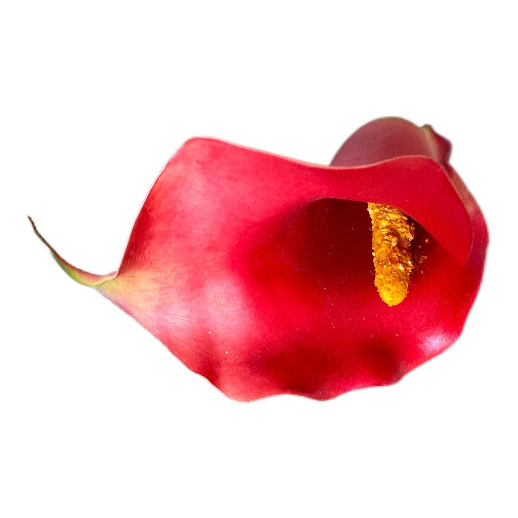 Künstiche Calla Lilie rot 74 cm