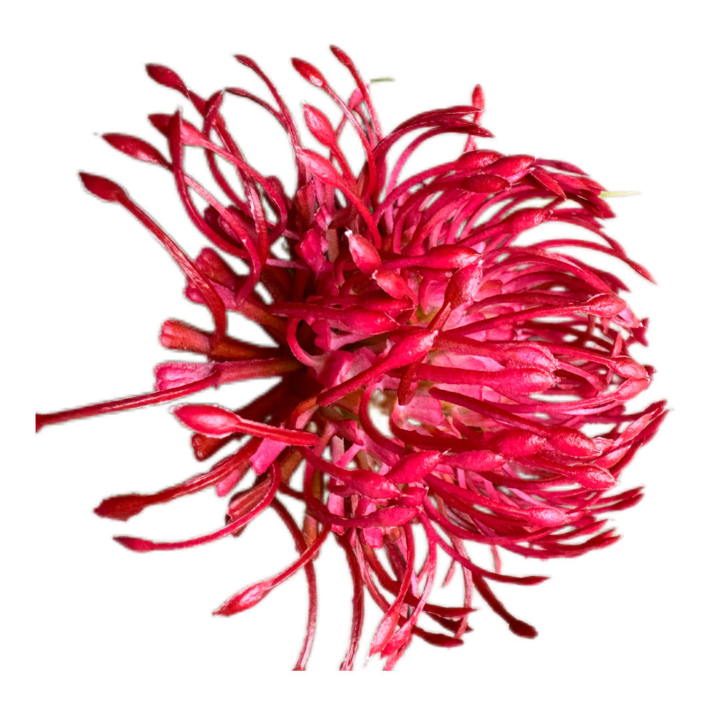 Protea Nadelkissen Blumenzweig Rot Pink 52 cm