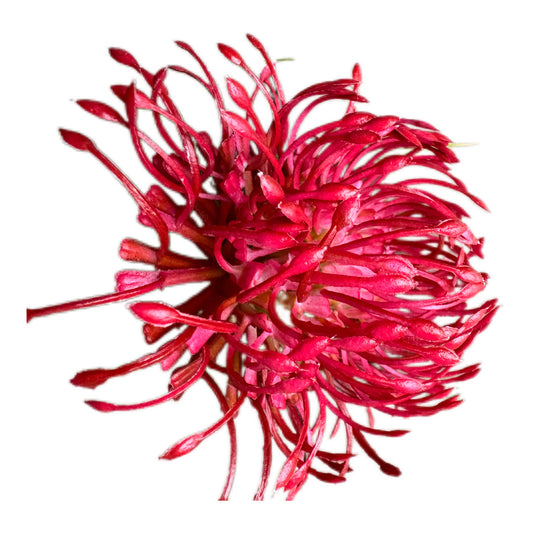 Protea Nadelkissen Blumenzweig Rot Pink 52 cm