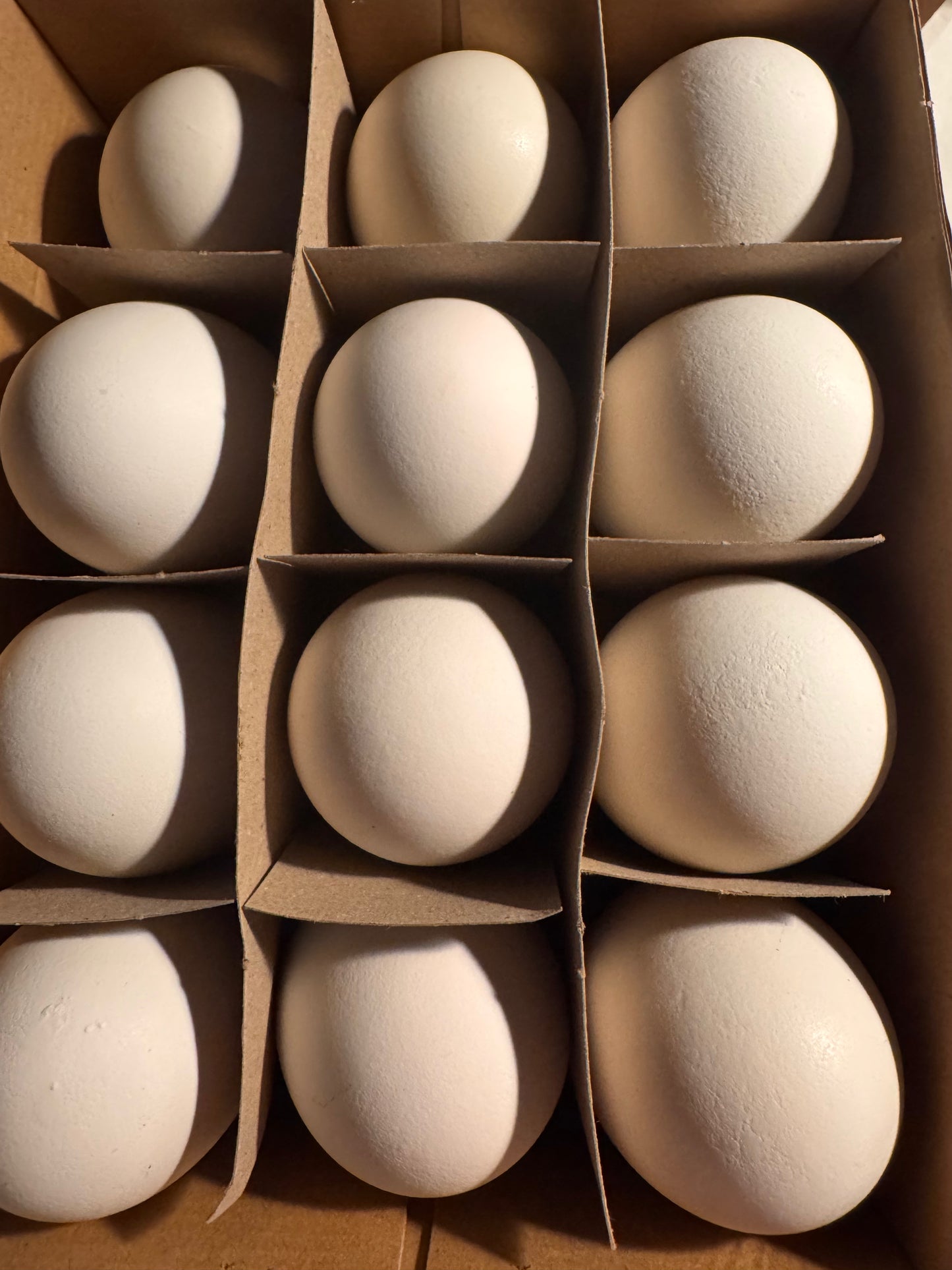 Gänseeier Naturweiß groß 12 Stück