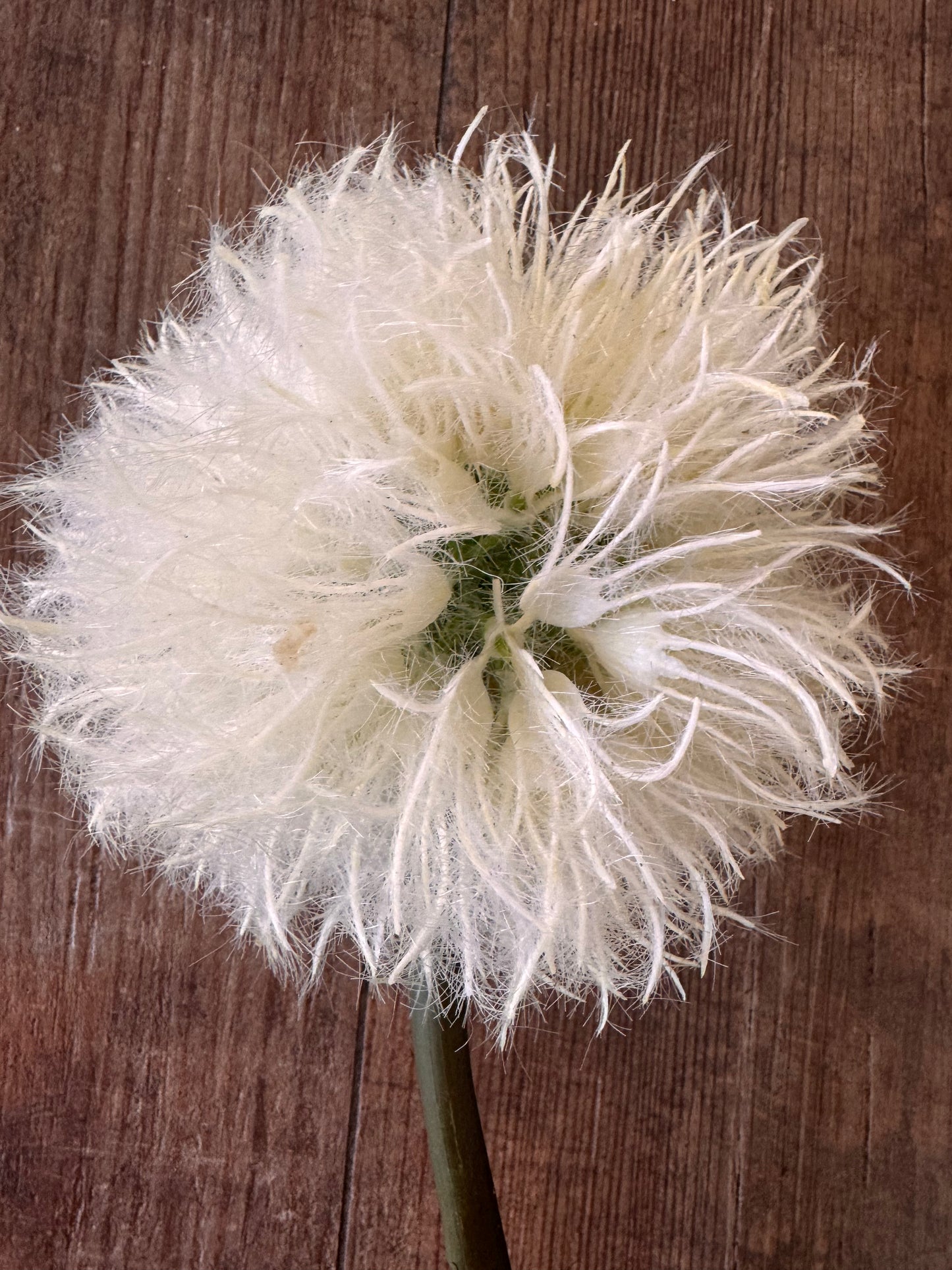 Künsticher Löwenzahn Lang