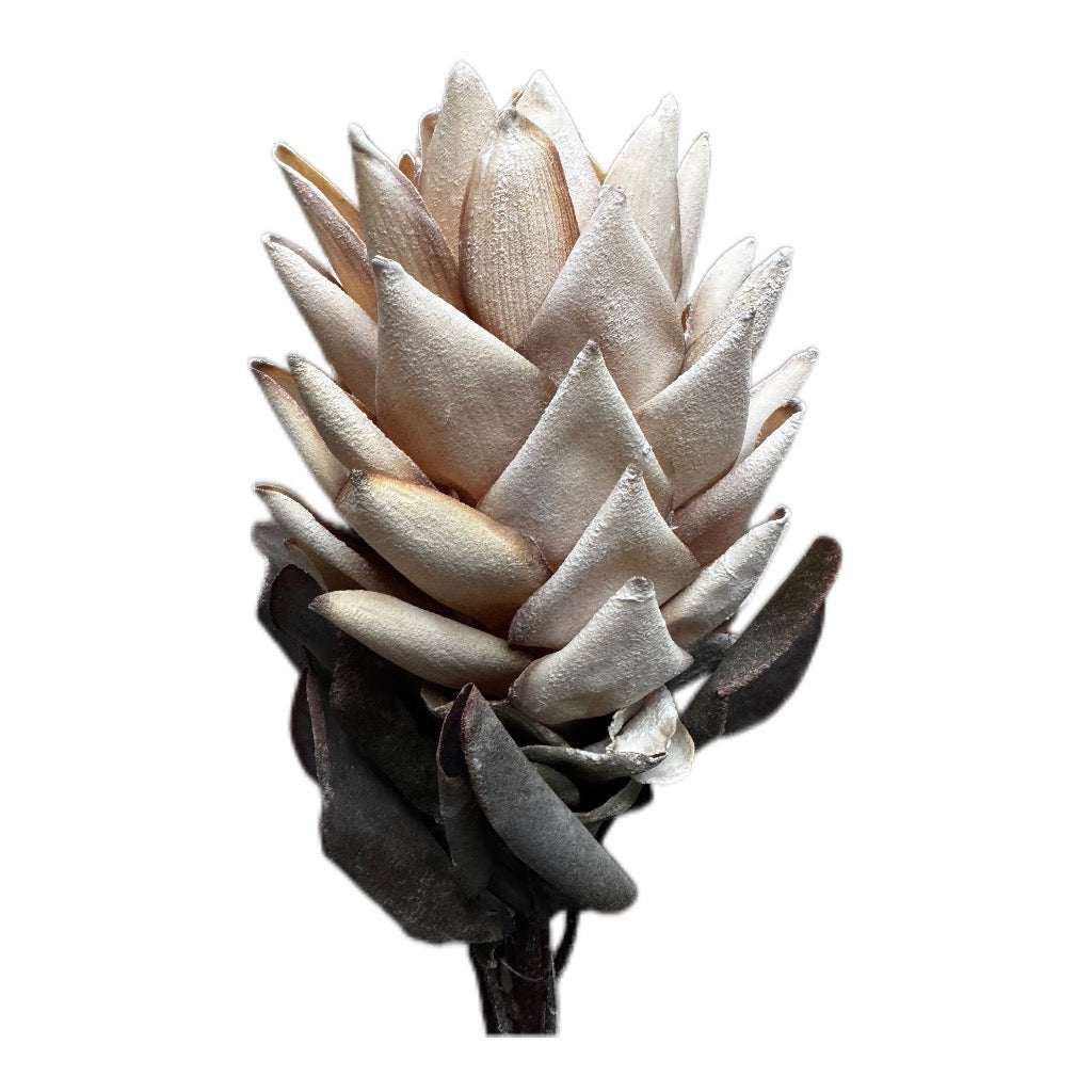Künstliche Gingerflower/ Fackeliningwer  in Creme  77 cm