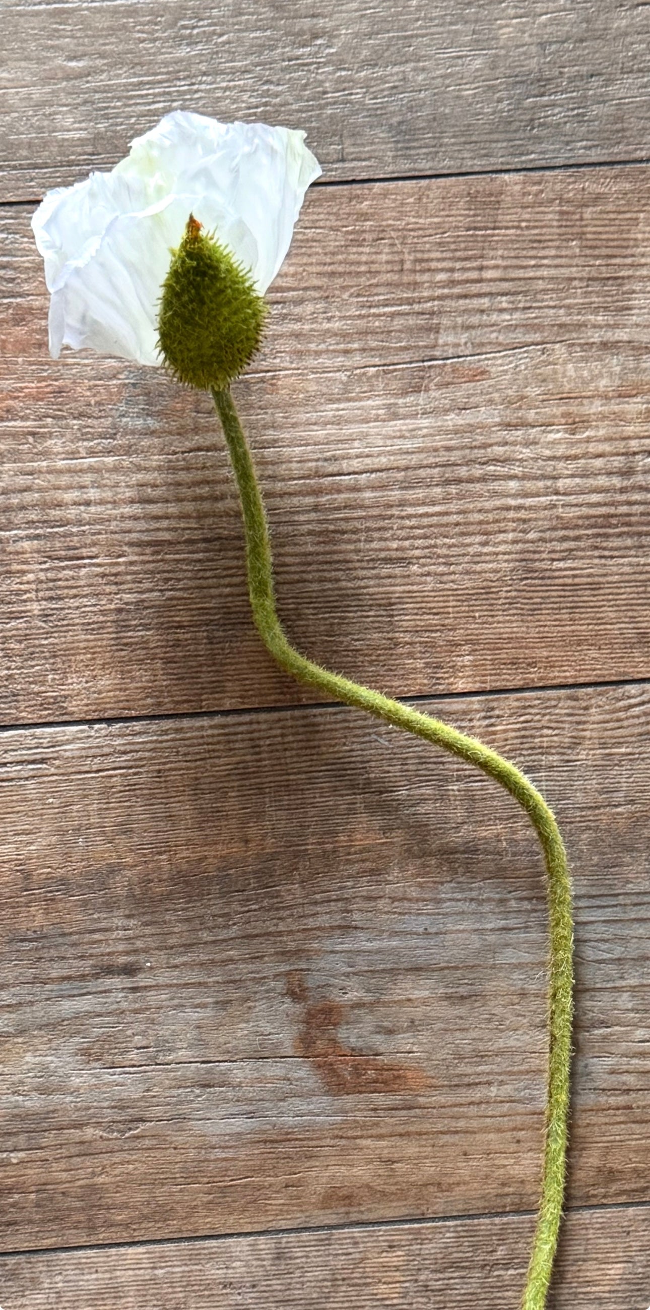 Künstliche Mohnblume creme/ naturfarbene