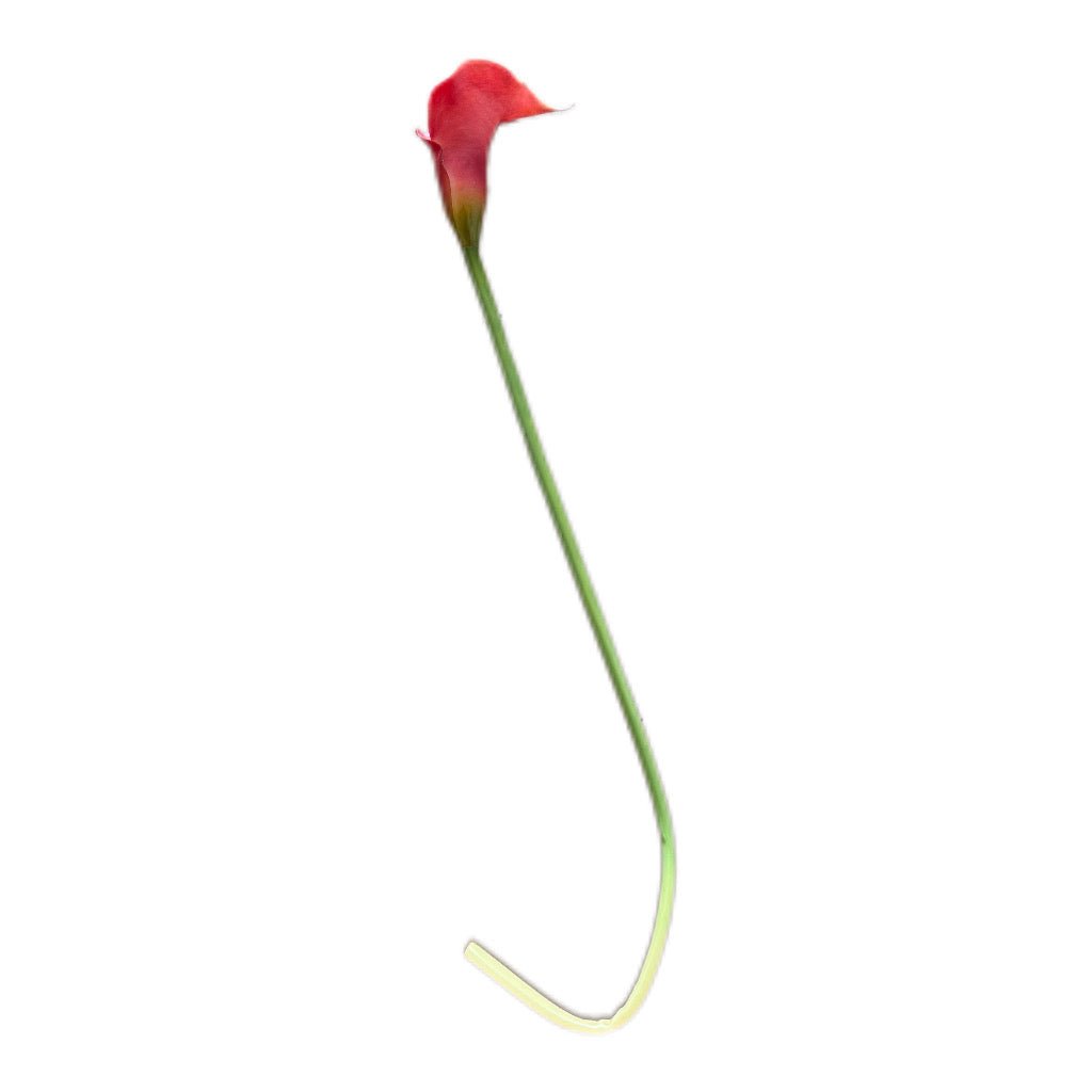 Künstiche Calla Lilie rot 74 cm - JP Lifestyle & More