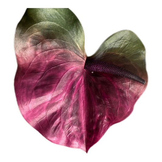 Künstliche Blume Calla/ Anthurium in Bordeaux 74 cm - JP Lifestyle & More