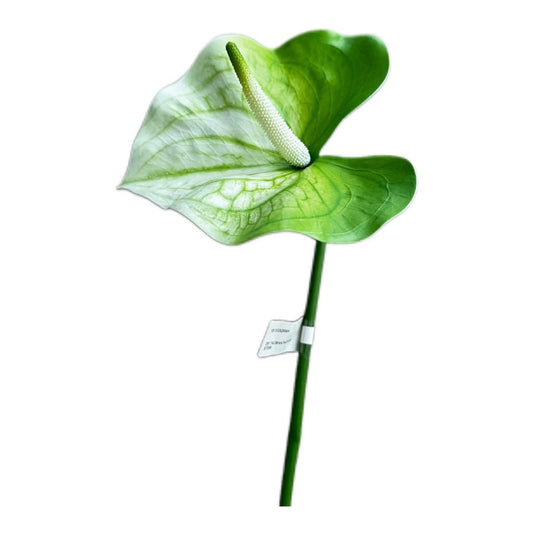 Künstliche Blume Calla/ Anthurium in Weiß 74 cm - JP Lifestyle & More