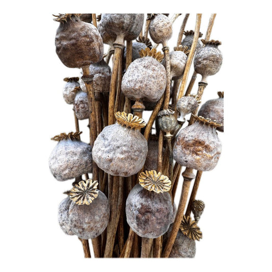 Mohn getrocknet Naturfarbend ein Bund - JP Lifestyle & More