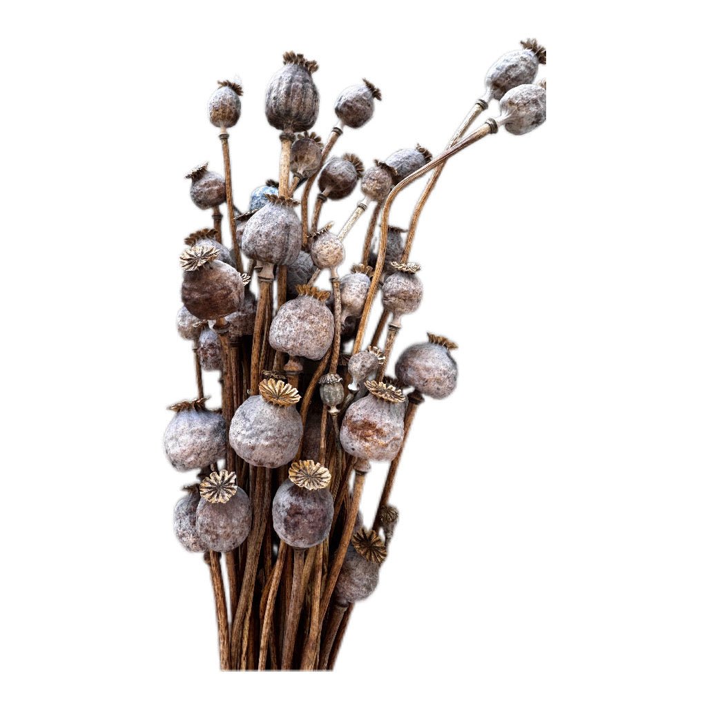 Mohn getrocknet Naturfarbend ein Bund - JP Lifestyle & More